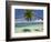 Palm Trees, Shangri-La Fijian Resort, Yanuca Island, Coral Coast, Viti Levu, Fiji, South Pacific-David Wall-Framed Photographic Print