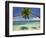 Palm Trees, Shangri-La Fijian Resort, Yanuca Island, Coral Coast, Viti Levu, Fiji, South Pacific-David Wall-Framed Photographic Print