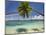 Palm Trees, Shangri-La Fijian Resort, Yanuca Island, Coral Coast, Viti Levu, Fiji, South Pacific-David Wall-Mounted Photographic Print