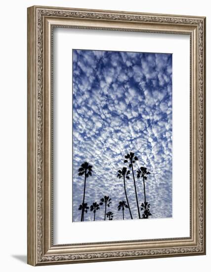 Palm Trees Silhouetted Against Puffy Clouds in San Diego, California-Chuck Haney-Framed Photographic Print