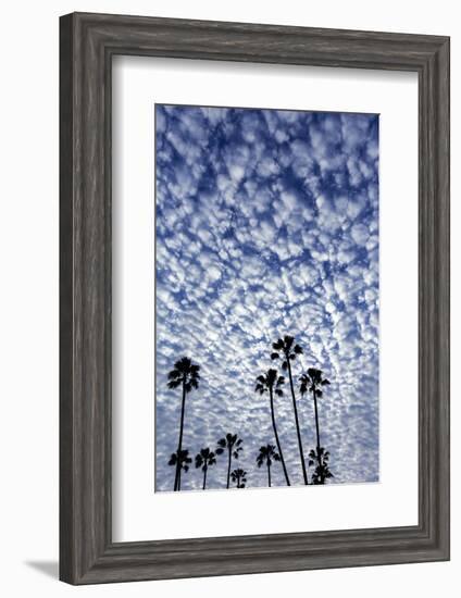 Palm Trees Silhouetted Against Puffy Clouds in San Diego, California-Chuck Haney-Framed Photographic Print