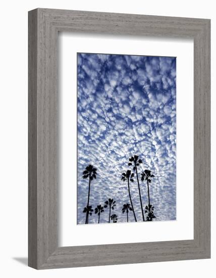 Palm Trees Silhouetted Against Puffy Clouds in San Diego, California-Chuck Haney-Framed Photographic Print