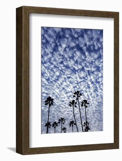 Palm Trees Silhouetted Against Puffy Clouds in San Diego, California-Chuck Haney-Framed Photographic Print