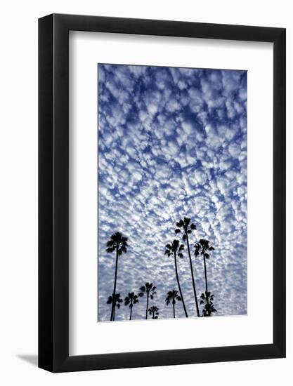 Palm Trees Silhouetted Against Puffy Clouds in San Diego, California-Chuck Haney-Framed Photographic Print