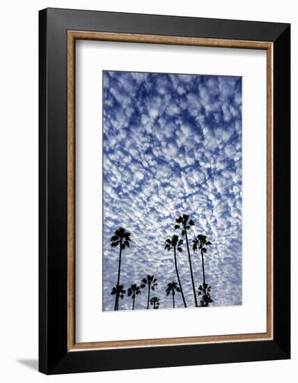 Palm Trees Silhouetted Against Puffy Clouds in San Diego, California-Chuck Haney-Framed Photographic Print