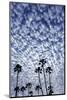 Palm Trees Silhouetted Against Puffy Clouds in San Diego, California-Chuck Haney-Mounted Photographic Print