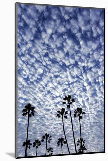 Palm Trees Silhouetted Against Puffy Clouds in San Diego, California-Chuck Haney-Mounted Photographic Print