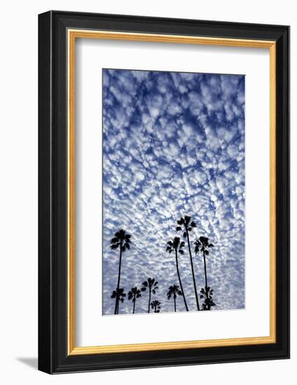 Palm Trees Silhouetted Against Puffy Clouds in San Diego, California-Chuck Haney-Framed Photographic Print