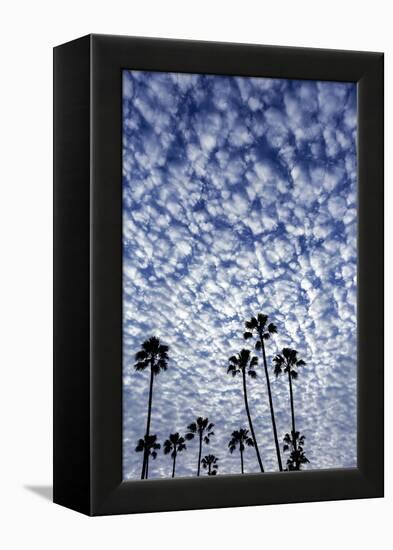 Palm Trees Silhouetted Against Puffy Clouds in San Diego, California-Chuck Haney-Framed Premier Image Canvas