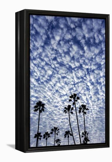 Palm Trees Silhouetted Against Puffy Clouds in San Diego, California-Chuck Haney-Framed Premier Image Canvas