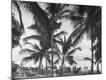 Photographic Print