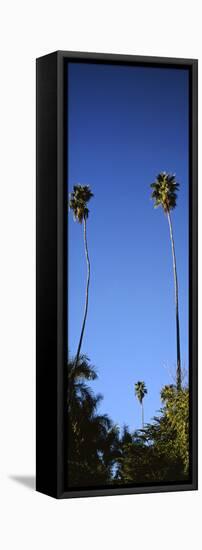 Palm Trees, Sinaloa, Baja California-Barry Herman-Framed Premier Image Canvas