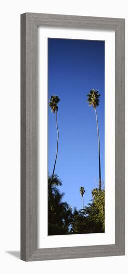 Palm Trees, Sinaloa, Baja California-Barry Herman-Framed Photographic Print