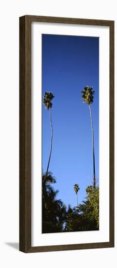 Palm Trees, Sinaloa, Baja California-Barry Herman-Framed Photographic Print