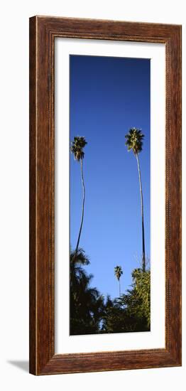 Palm Trees, Sinaloa, Baja California-Barry Herman-Framed Photographic Print