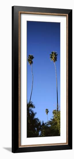 Palm Trees, Sinaloa, Baja California-Barry Herman-Framed Photographic Print