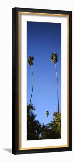 Palm Trees, Sinaloa, Baja California-Barry Herman-Framed Photographic Print