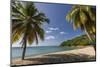 Palm Trees Thrive on the Beautiful Beach of Hawksbill, Antigua, Leeward Islands, West Indies-Roberto Moiola-Mounted Photographic Print