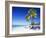 Palm Trees, White Sandy Beach and Indian Ocean, Jambiani, Island of Zanzibar, Tanzania, East Africa-Lee Frost-Framed Photographic Print