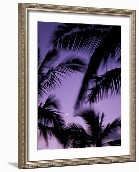 Palm Trees with Moon, Hawaii, USA-Merrill Images-Framed Photographic Print