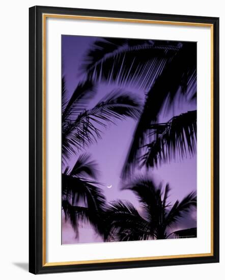 Palm Trees with Moon, Hawaii, USA-Merrill Images-Framed Photographic Print