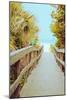 Palm Walkway II-Susan Bryant-Mounted Art Print