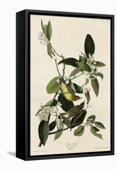Palm Warbler-null-Framed Premier Image Canvas