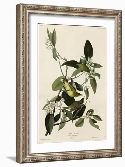 Palm Warbler-null-Framed Giclee Print