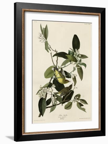 Palm Warbler-null-Framed Giclee Print