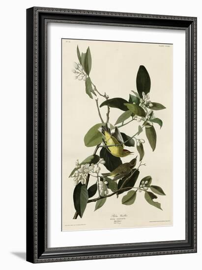 Palm Warbler-null-Framed Giclee Print