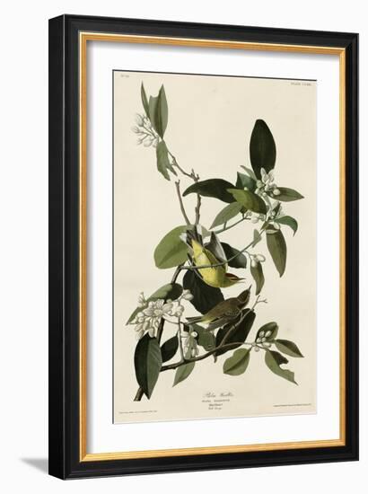 Palm Warbler-null-Framed Giclee Print