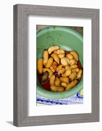 Palm Weevil Grubs. Pompeya Market. Amazon Rainforest, Ecuador-Pete Oxford-Framed Photographic Print