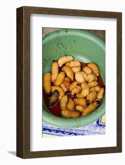 Palm Weevil Grubs. Pompeya Market. Amazon Rainforest, Ecuador-Pete Oxford-Framed Photographic Print