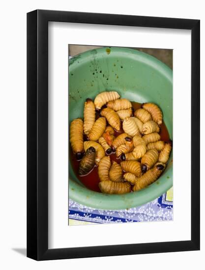 Palm Weevil Grubs. Pompeya Market. Amazon Rainforest, Ecuador-Pete Oxford-Framed Photographic Print