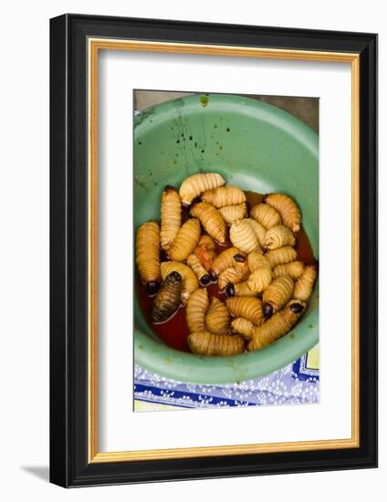 Palm Weevil Grubs. Pompeya Market. Amazon Rainforest, Ecuador-Pete Oxford-Framed Photographic Print