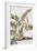 Palma Americana-Georg Dionysius Ehret-Framed Giclee Print