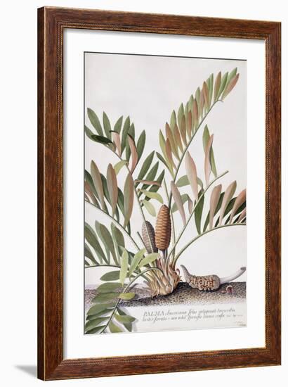 Palma Americana-Georg Dionysius Ehret-Framed Giclee Print