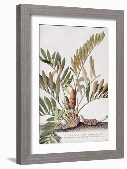 Palma Americana-Georg Dionysius Ehret-Framed Giclee Print