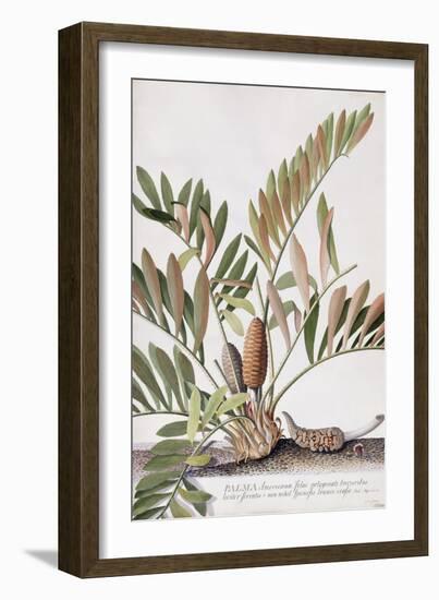 Palma Americana-Georg Dionysius Ehret-Framed Giclee Print