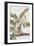 Palma Americana-Georg Dionysius Ehret-Framed Giclee Print