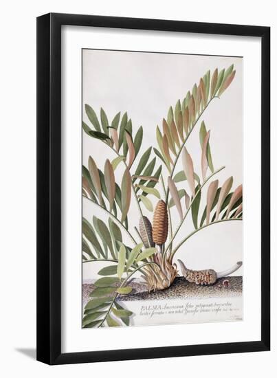 Palma Americana-Georg Dionysius Ehret-Framed Giclee Print