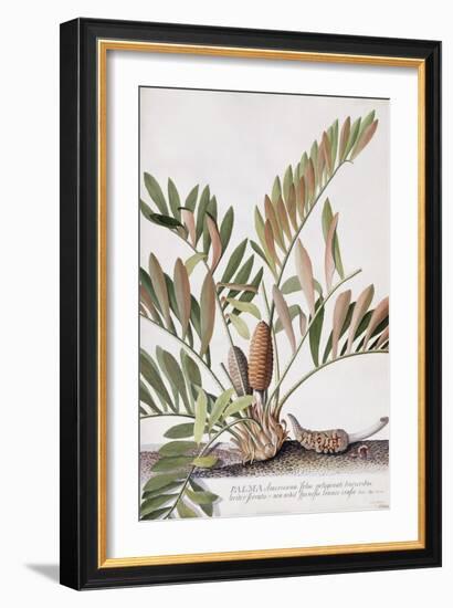 Palma Americana-Georg Dionysius Ehret-Framed Giclee Print