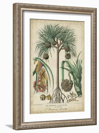 Palma Exotica I-Vision Studio-Framed Art Print