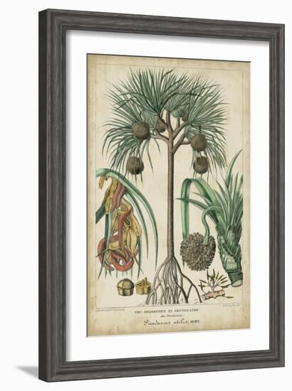 Palma Exotica I-Vision Studio-Framed Art Print