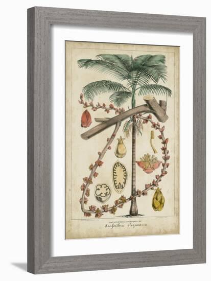 Palma Exotica II-Vision Studio-Framed Art Print