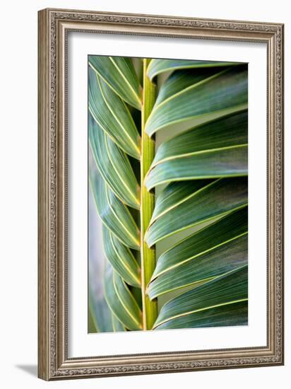 Palma I-Susan Bryant-Framed Photographic Print