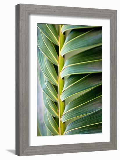 Palma I-Susan Bryant-Framed Photographic Print