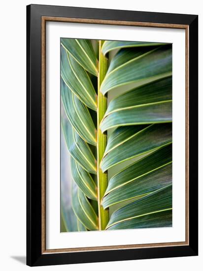 Palma I-Susan Bryant-Framed Photographic Print
