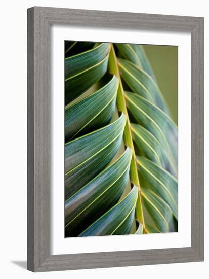 Palma II-Susan Bryant-Framed Photographic Print