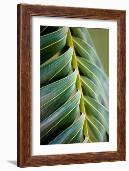 Palma II-Susan Bryant-Framed Photographic Print